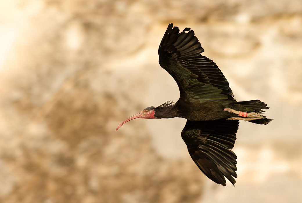 Northern Bald Ibis