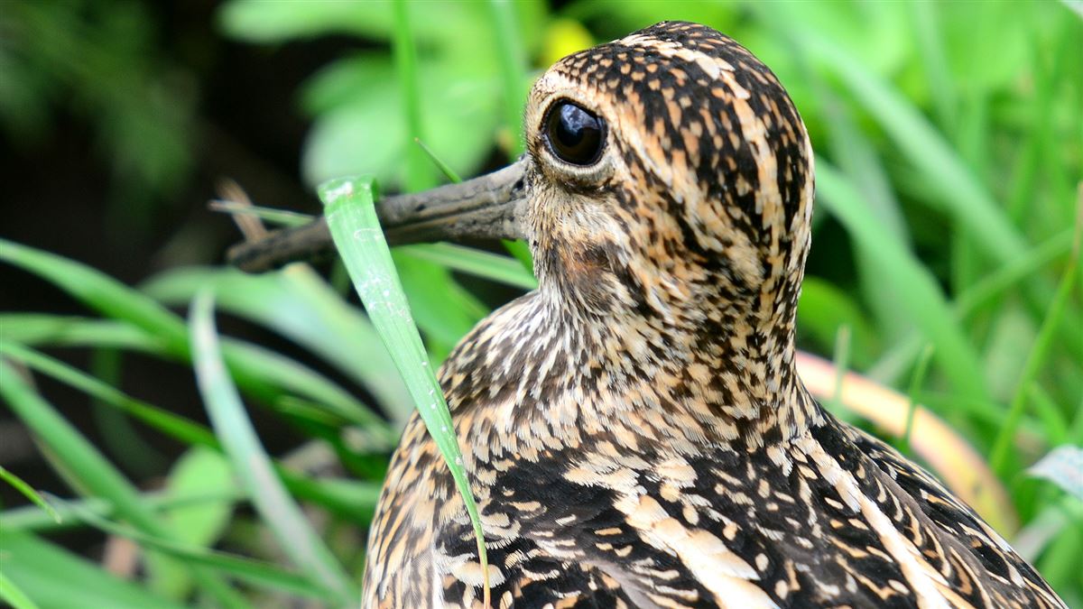 Great Snipe
