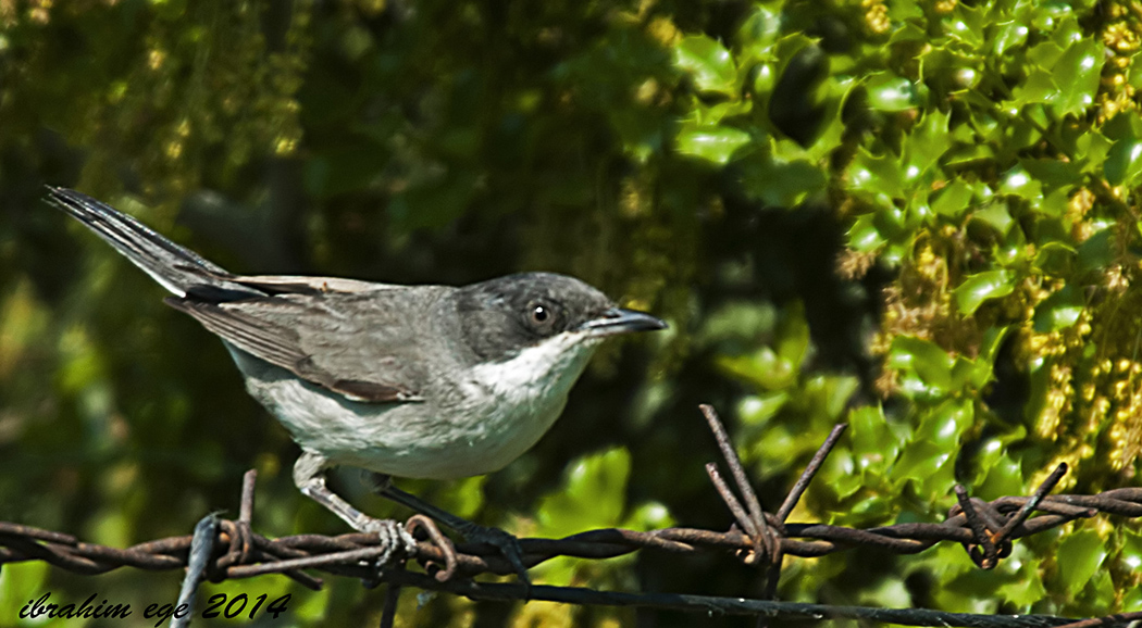 Eastern Orphean Warbler