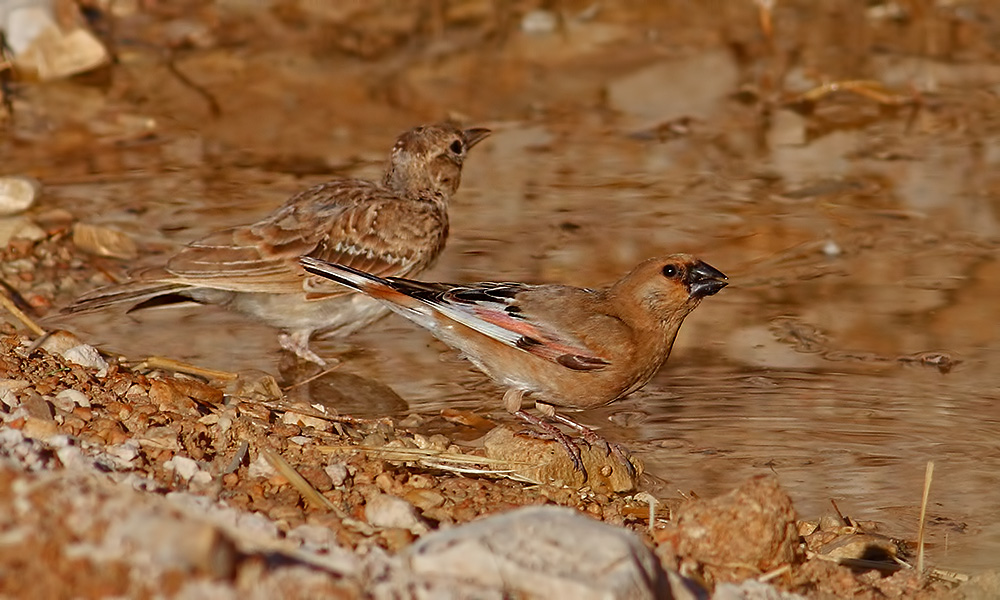 Desert Finch