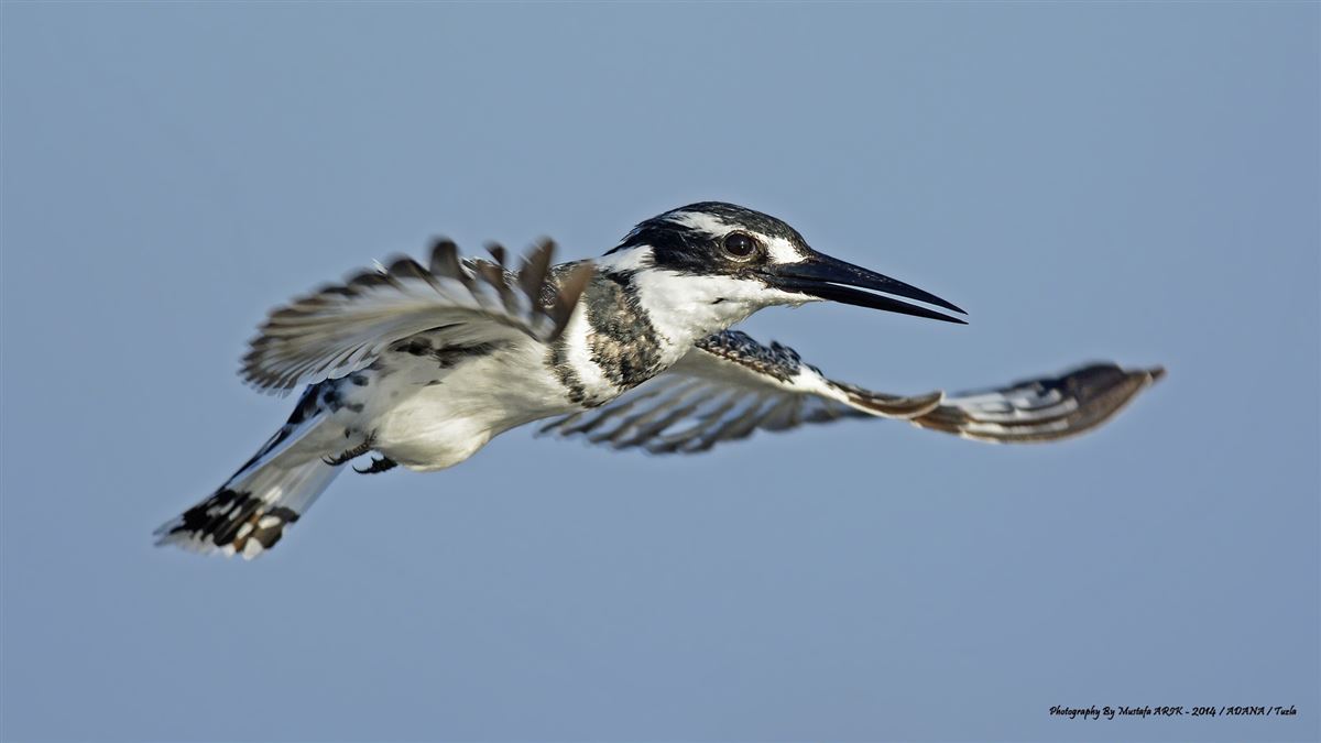 Pied Kingfisher