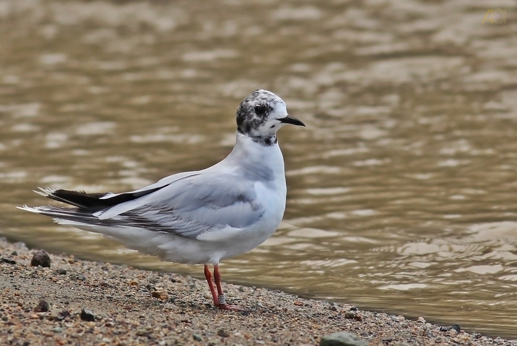 Little Gull