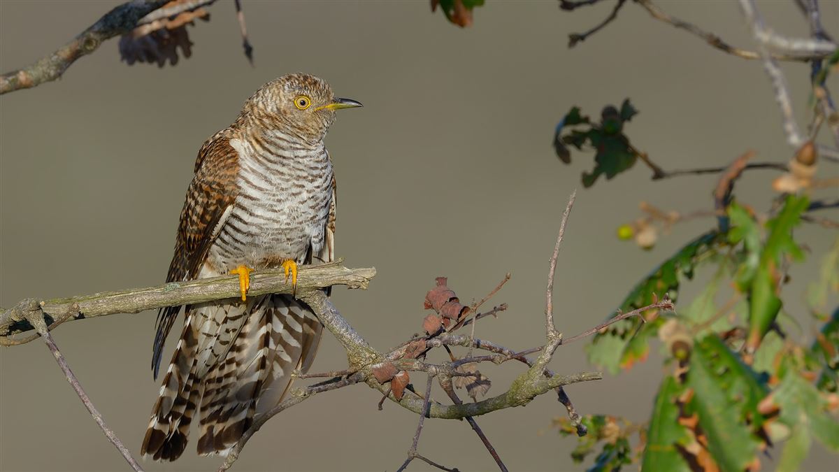 Common Cuckoo