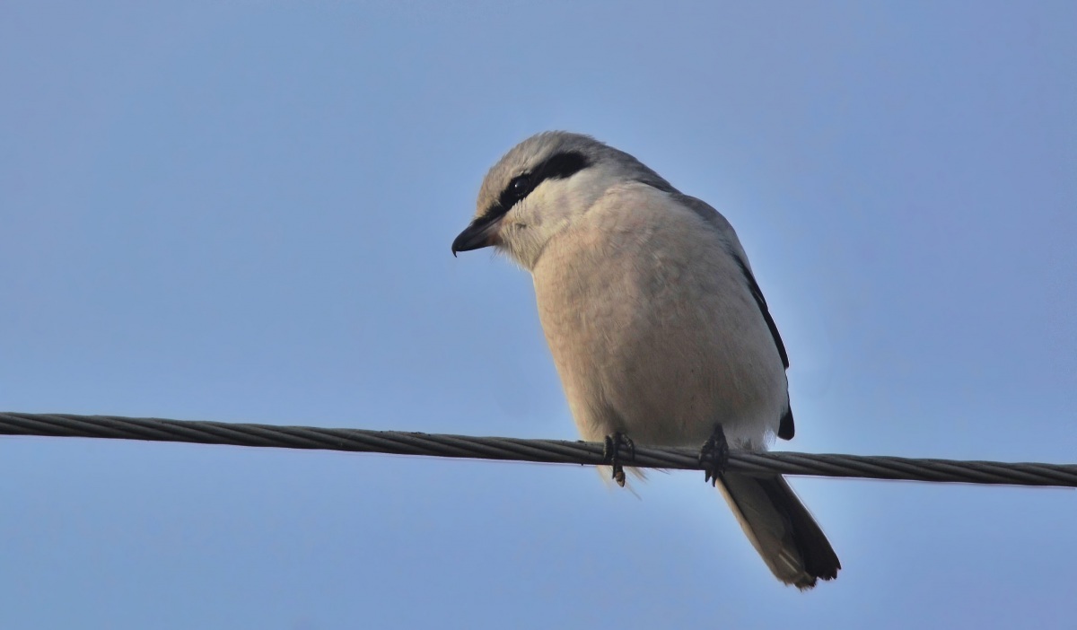 Great Grey Shrike