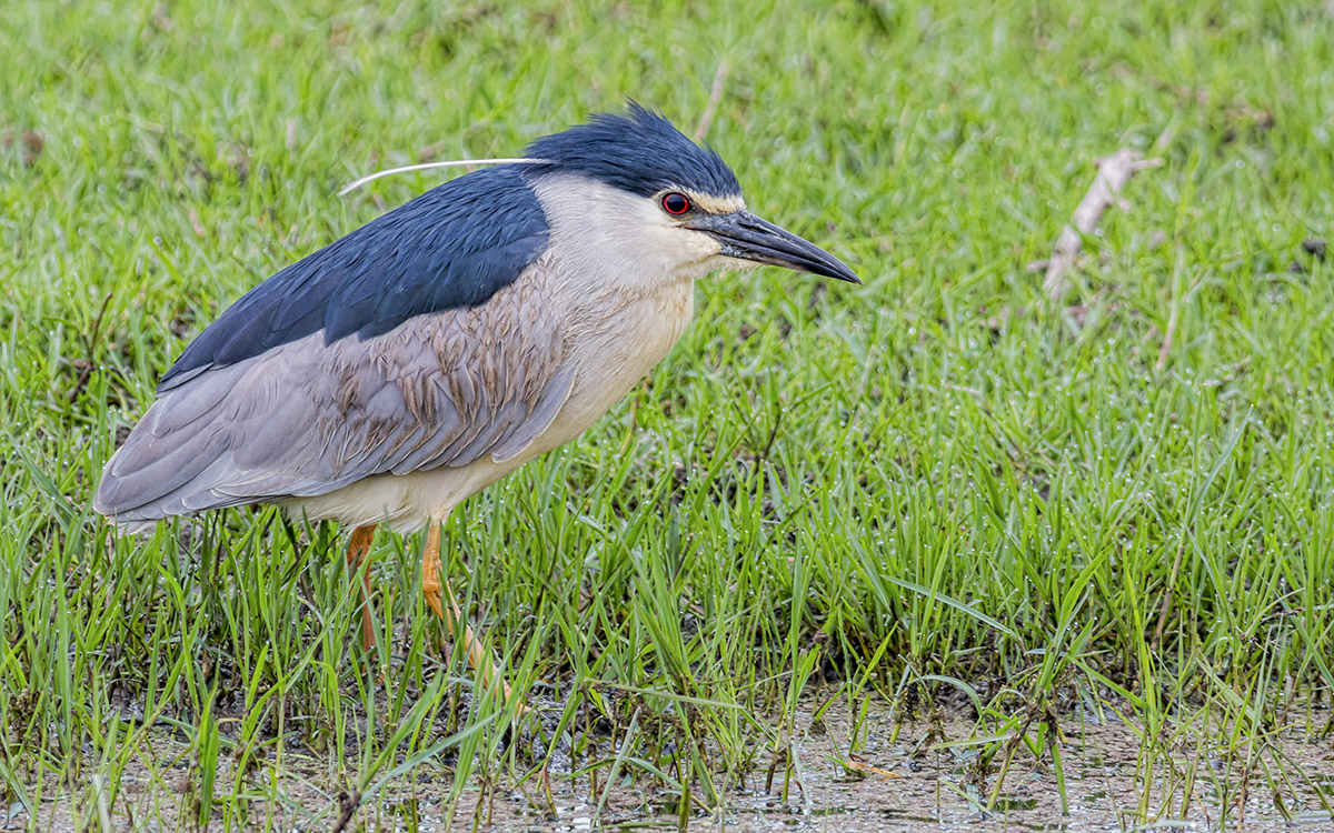 Black-crowned Night Heron