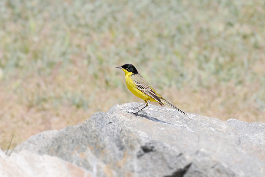 Western Yellow Wagtail