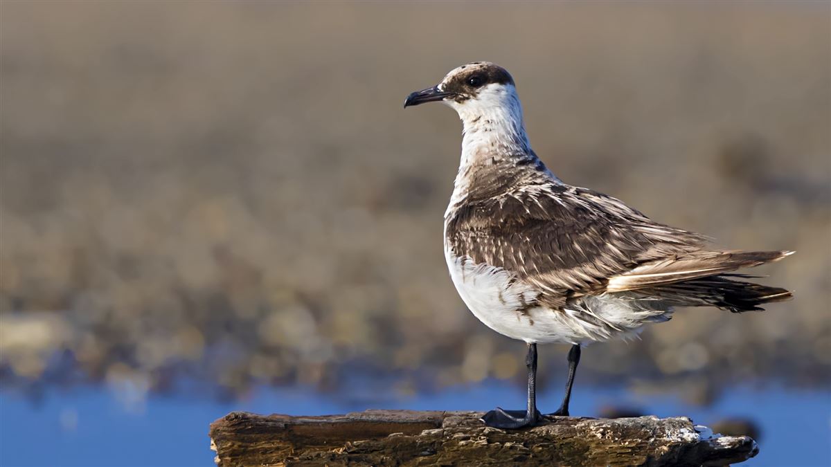 Parasitic Jaeger