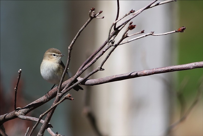 Mountain Chiffchaff
