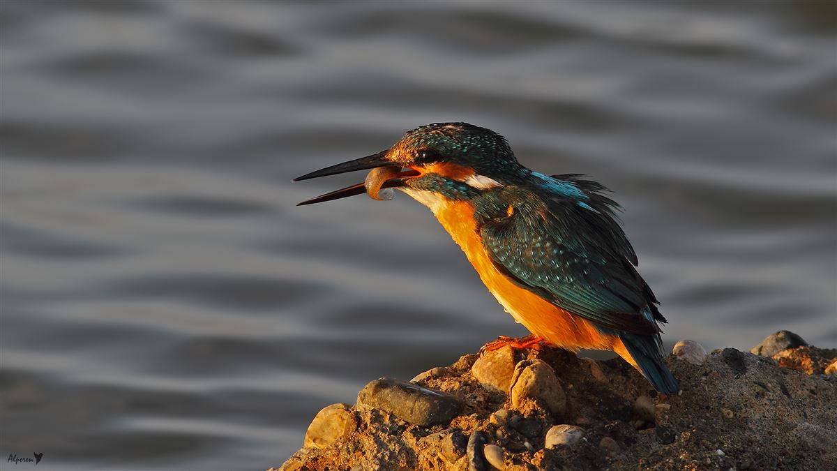 Common Kingfisher