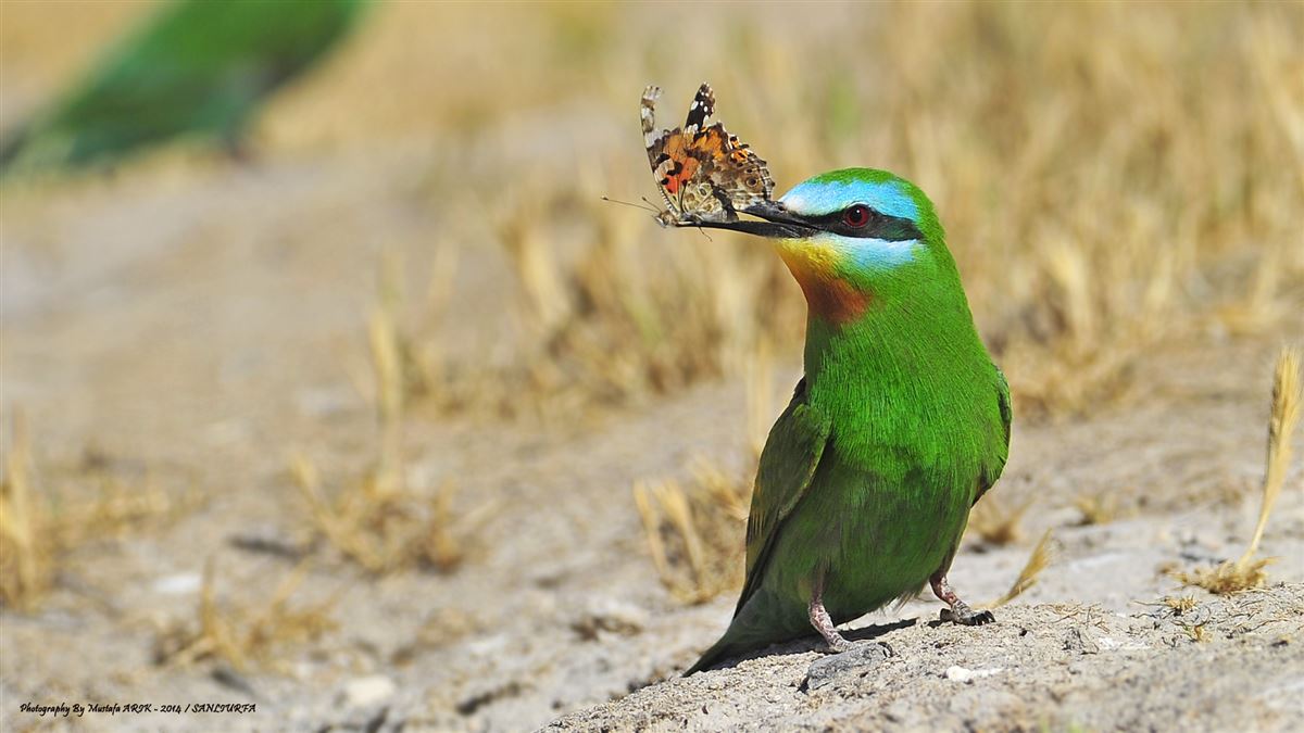 Blue-cheeked Bee-eater