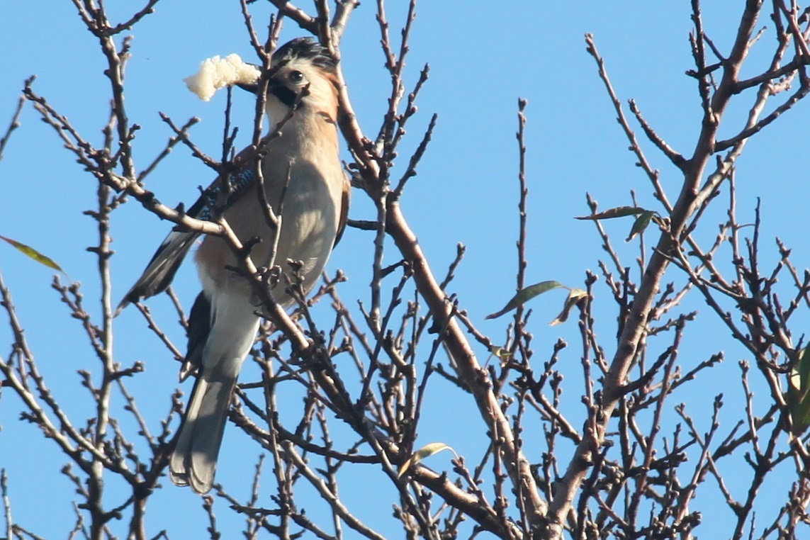 Eurasian Jay