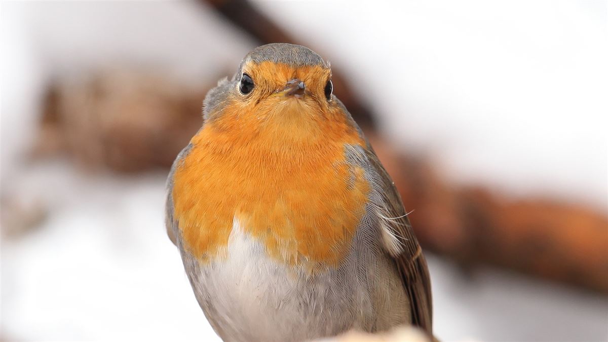 European Robin