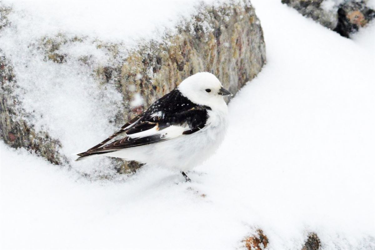 Snow Bunting