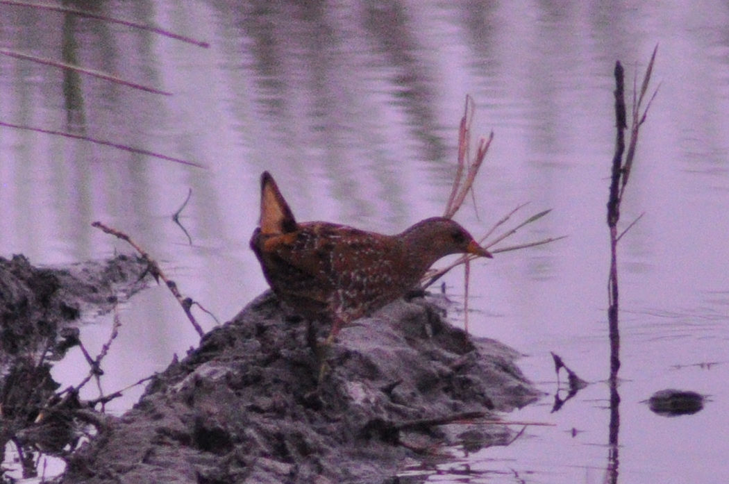 Spotted Crake