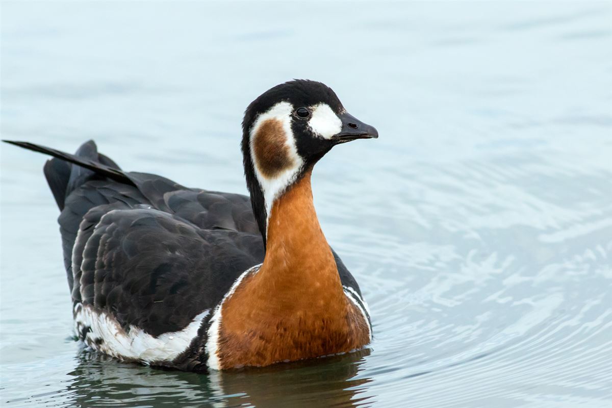 Red-breasted Goose