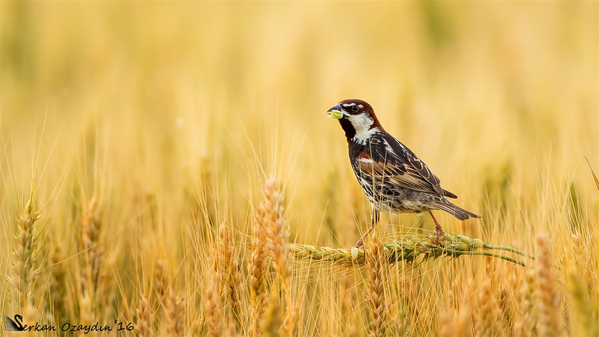 Spanish Sparrow