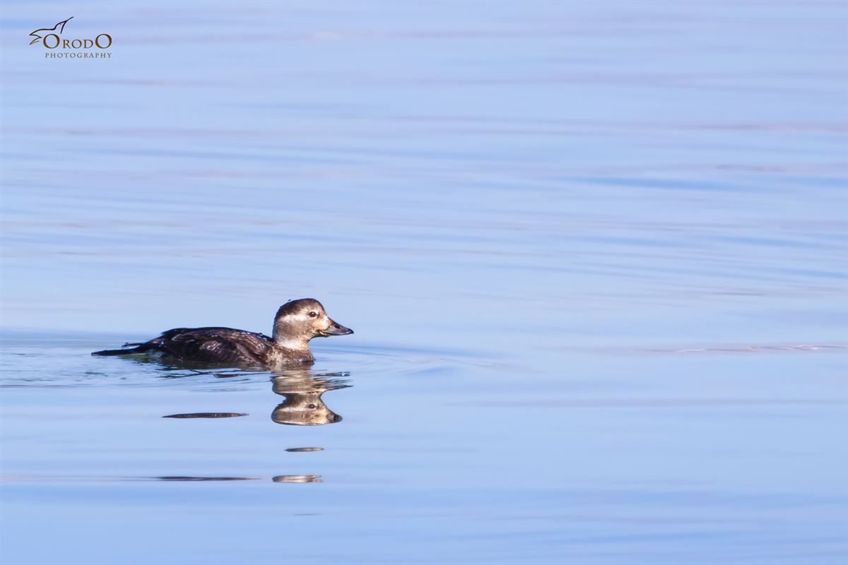 Long-tailed Duck