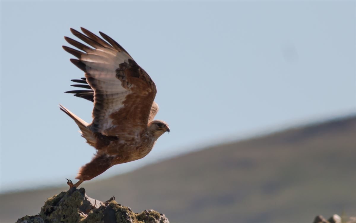 Long-legged Buzzard