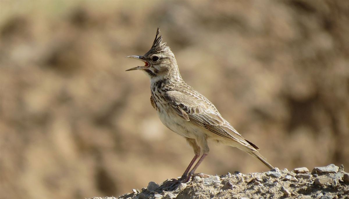 Crested Lark