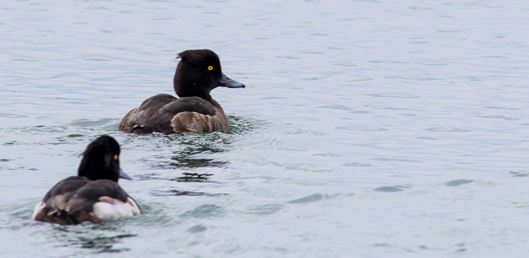 Tufted Duck