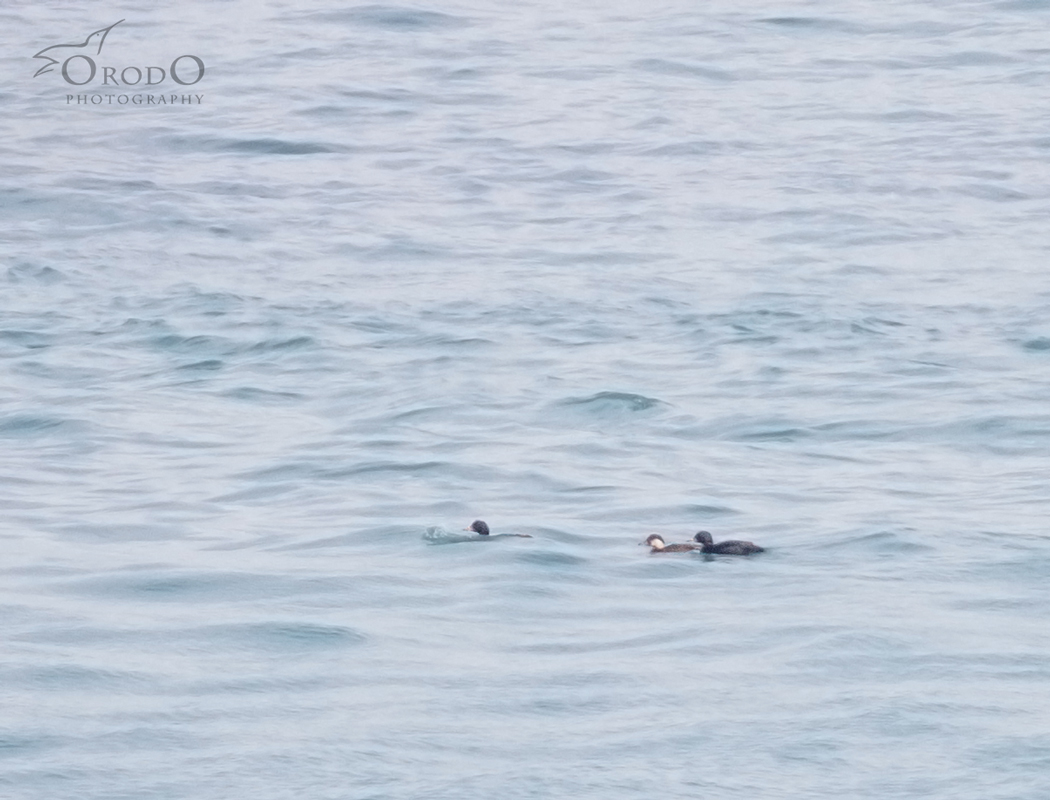 Common Scoter