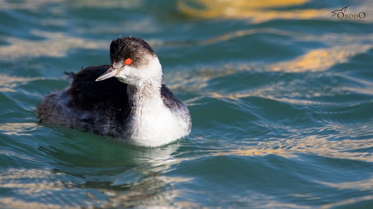 Black-necked Grebe