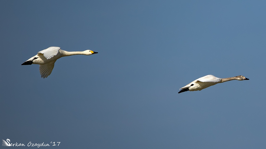 Tundra Swan