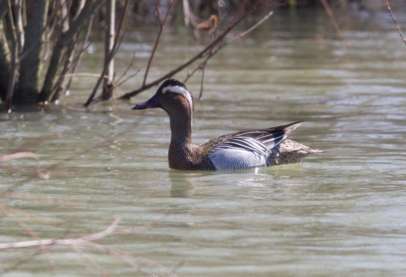 Garganey