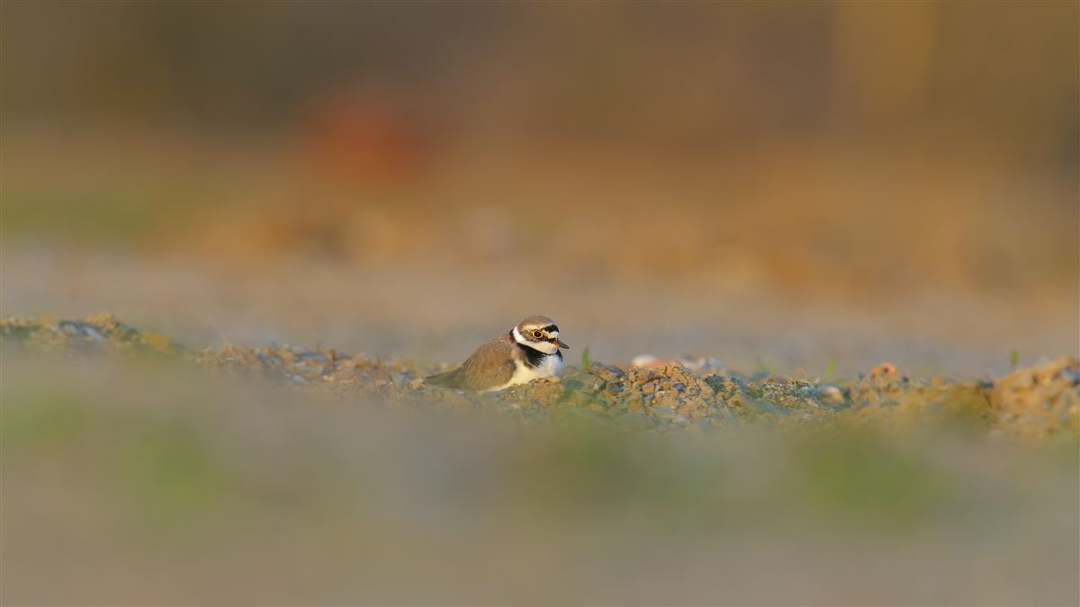 Little Ringed Plover