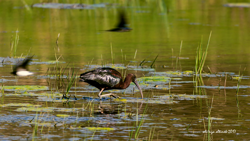 Glossy Ibis