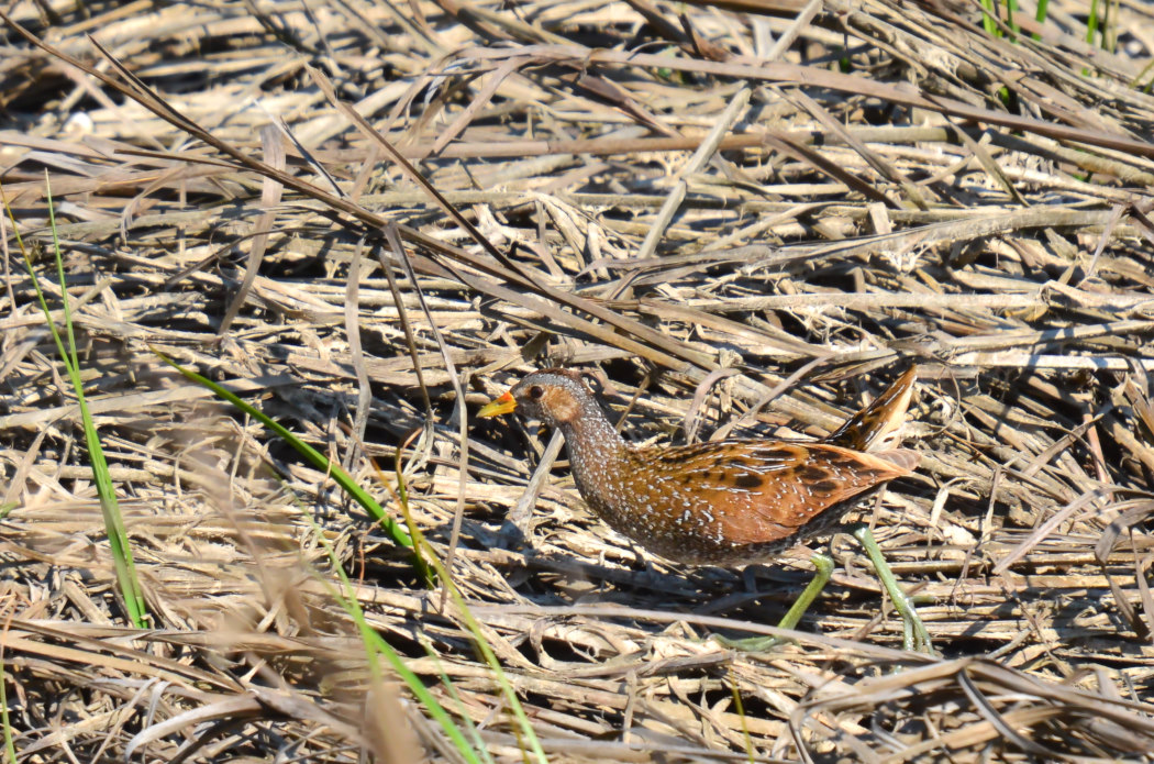 Spotted Crake