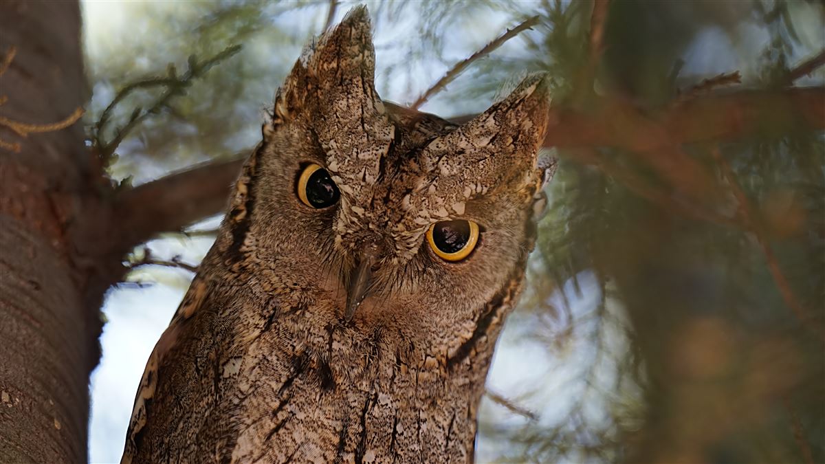 Eurasian Scops Owl