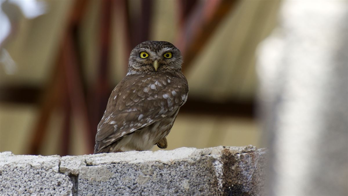 Little Owl