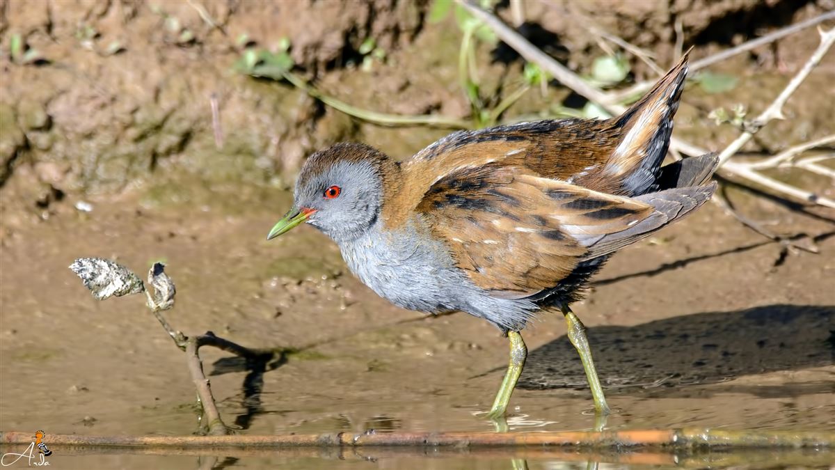 Little Crake
