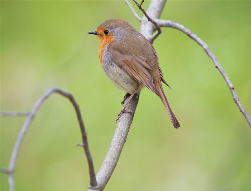 European Robin