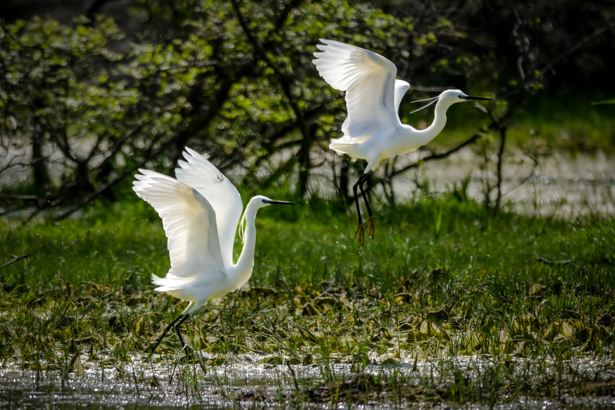 Little Egret