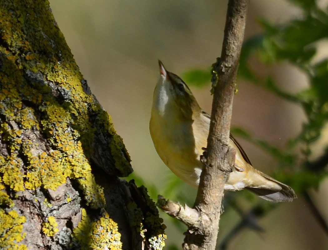 Sedge Warbler