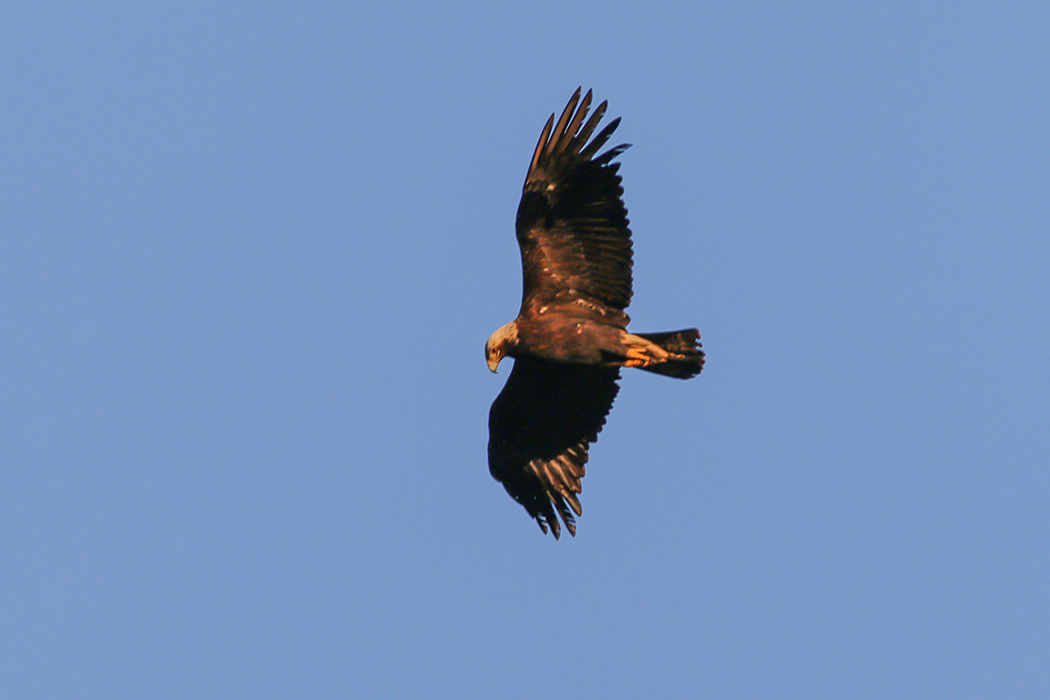 Eastern Imperial Eagle