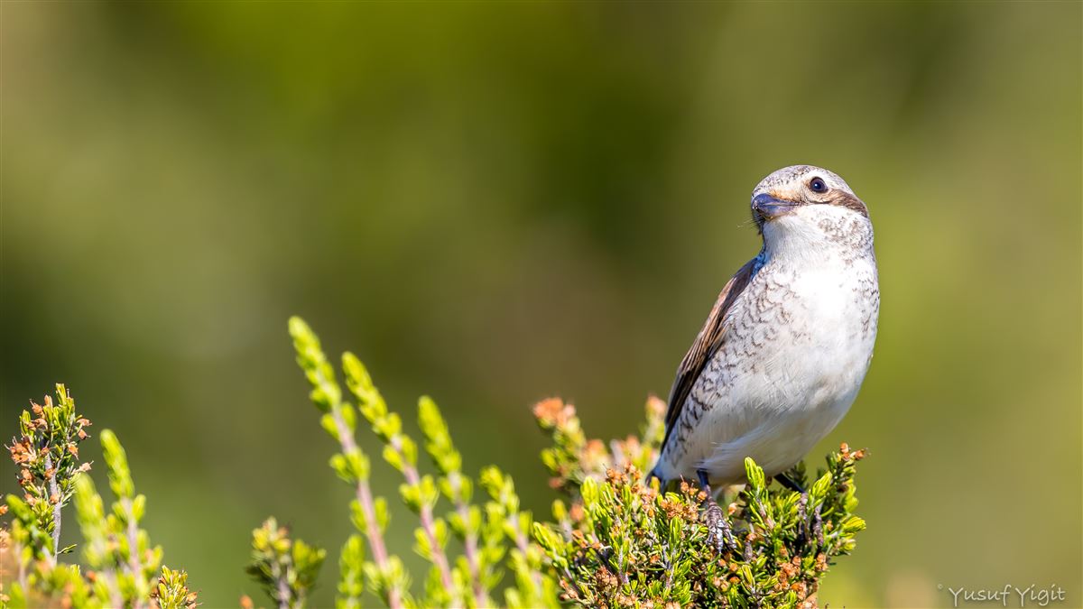 Red-backed Shrike