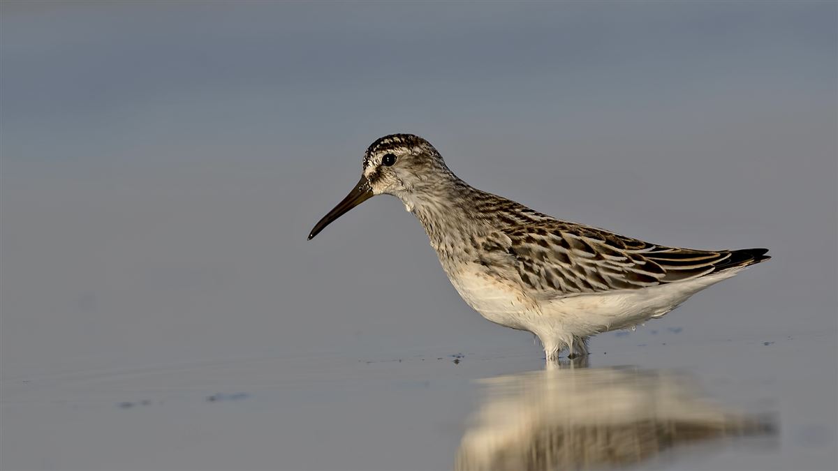 Broad-billed Sandpiper