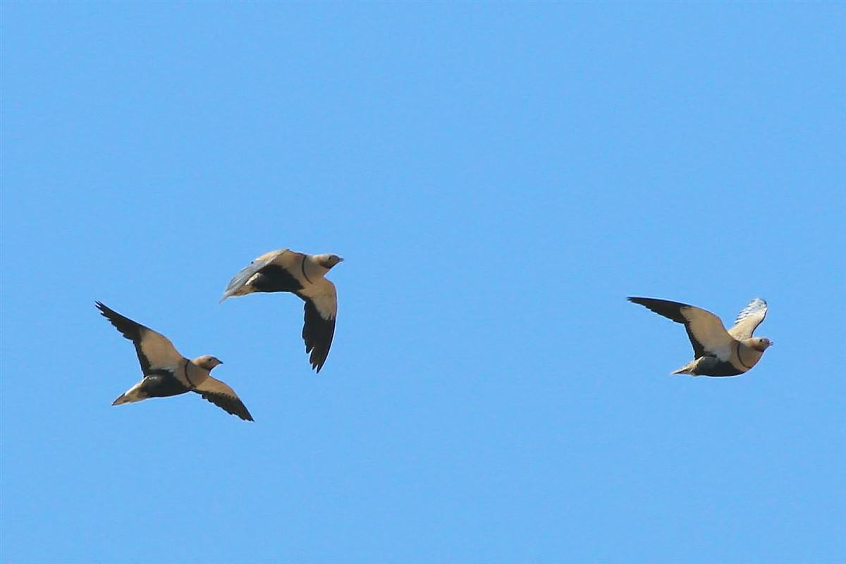 Black-bellied Sandgrouse