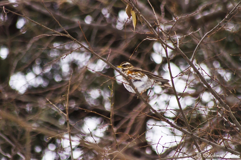 Redwing