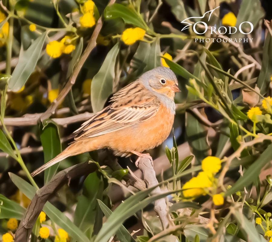 Cretzschmar`s Bunting