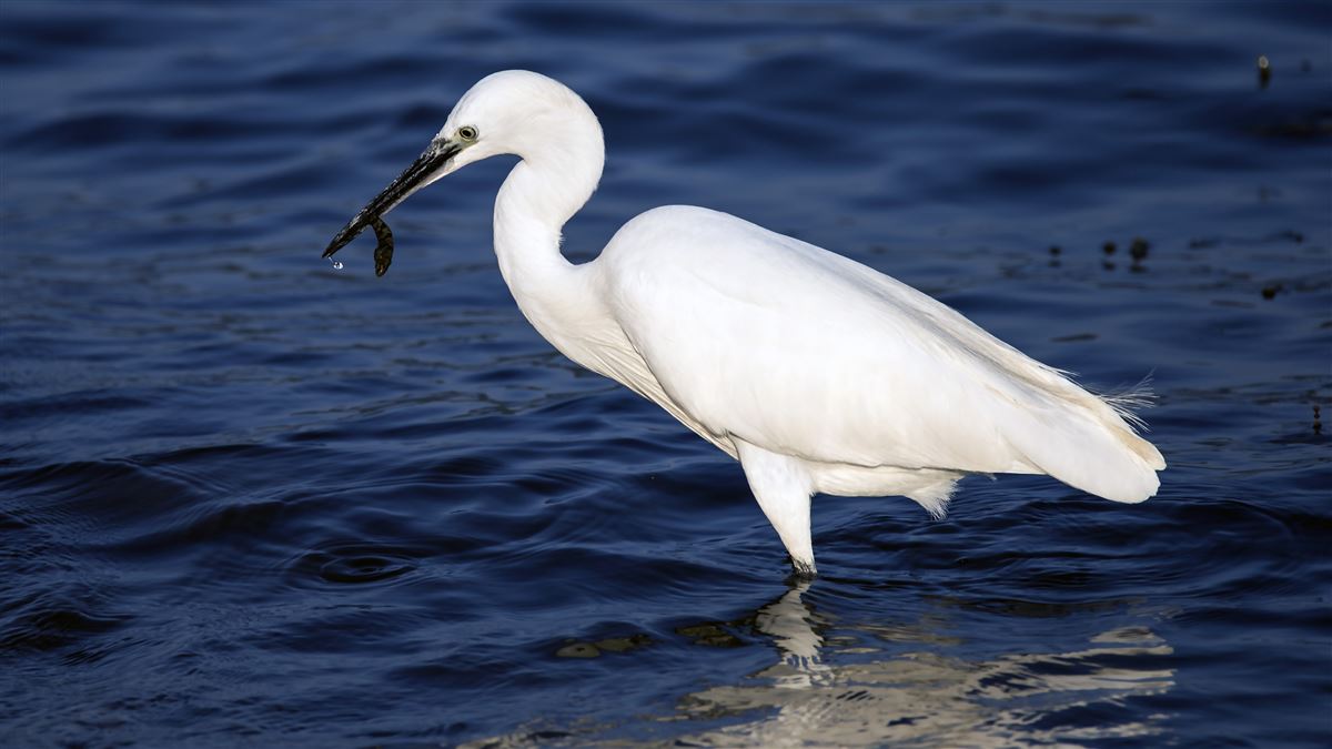 Little Egret