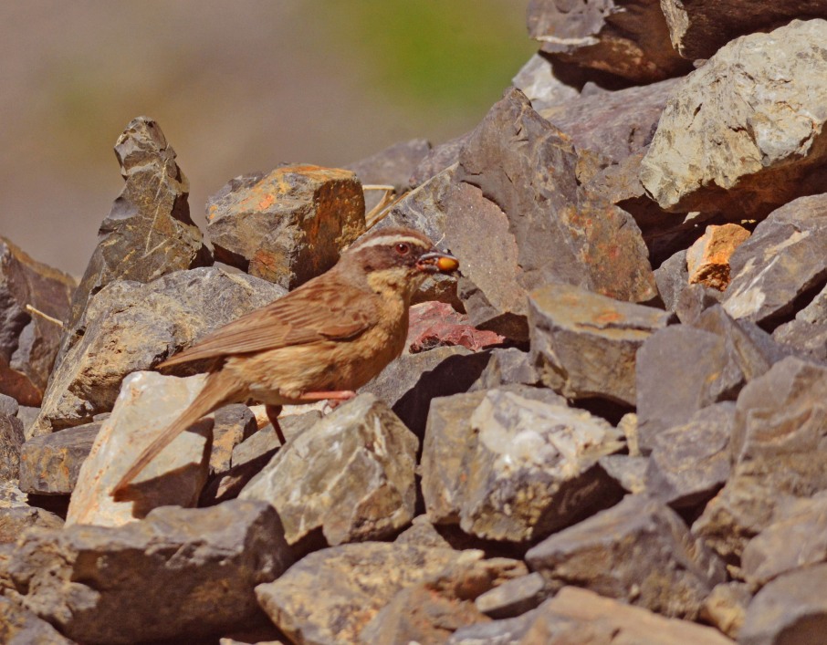Siberian Accentor