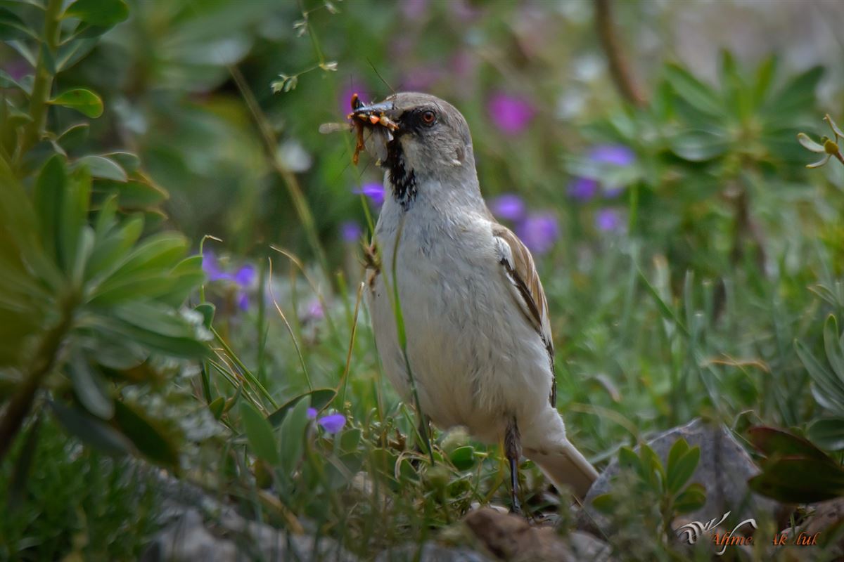 White-winged Snowfinch