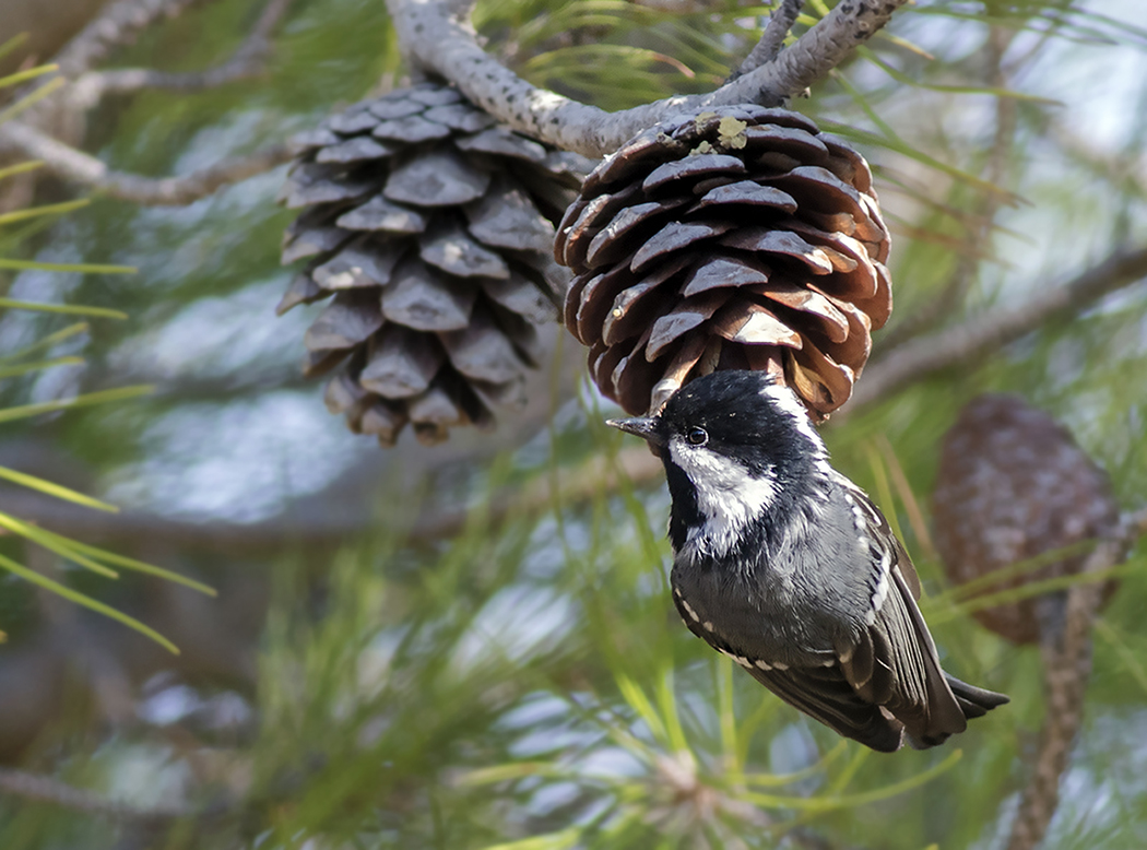 Coal Tit