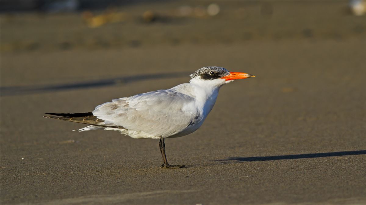 Caspian Tern