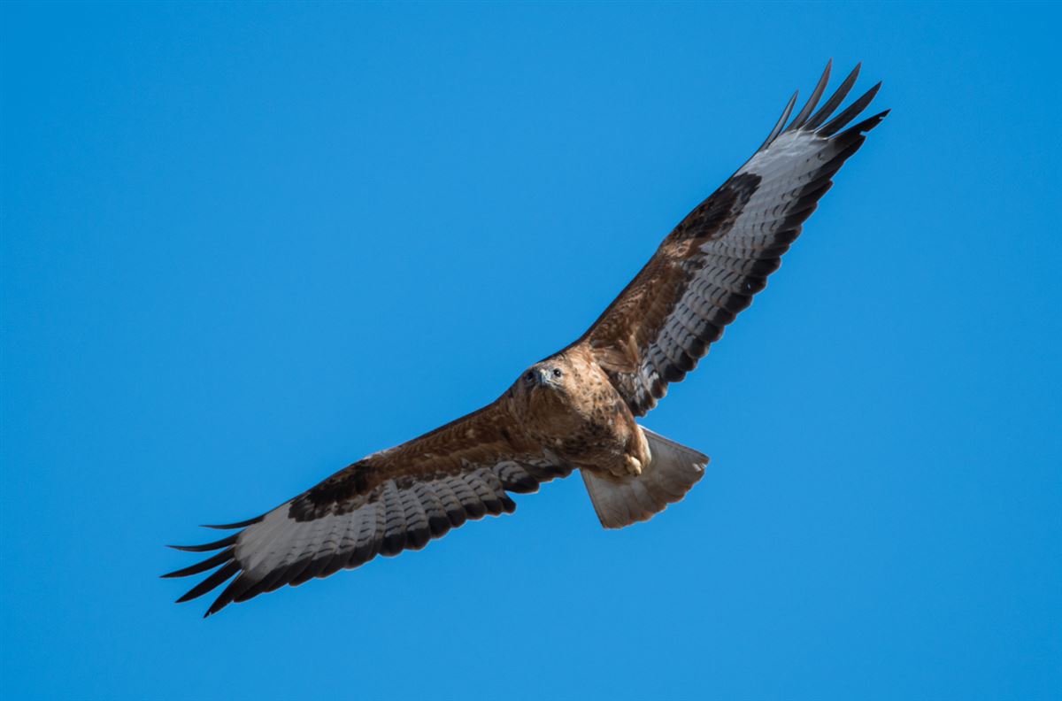 Long-legged Buzzard