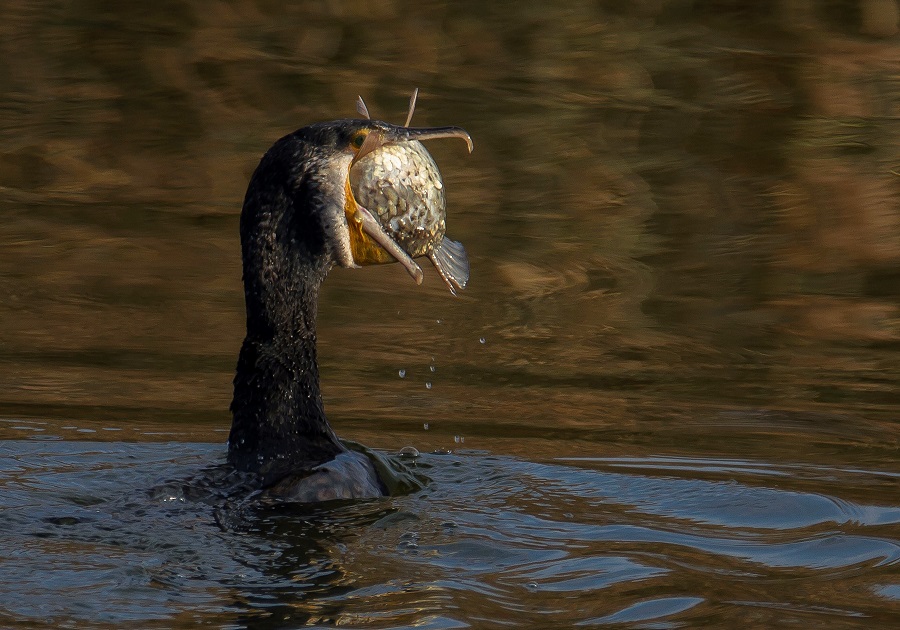 Great Cormorant